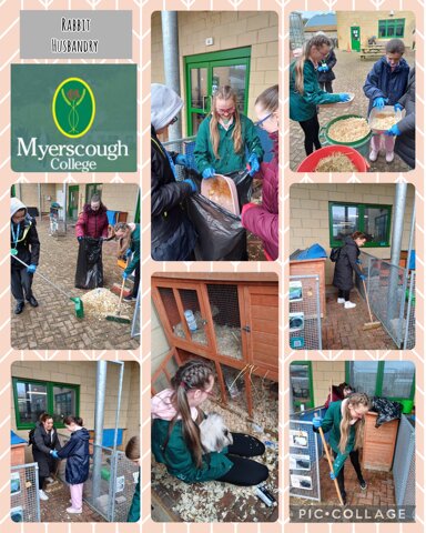 Image of Rabbit Care at Myerscough College 